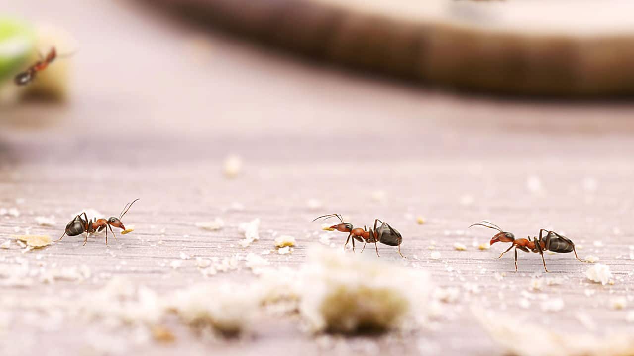 o-truque-caseiro-mais-eficaz-para-assustar-baratas-e-formigas!